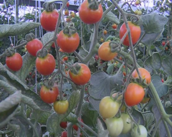 临颍南瓜,临颍县南瓜