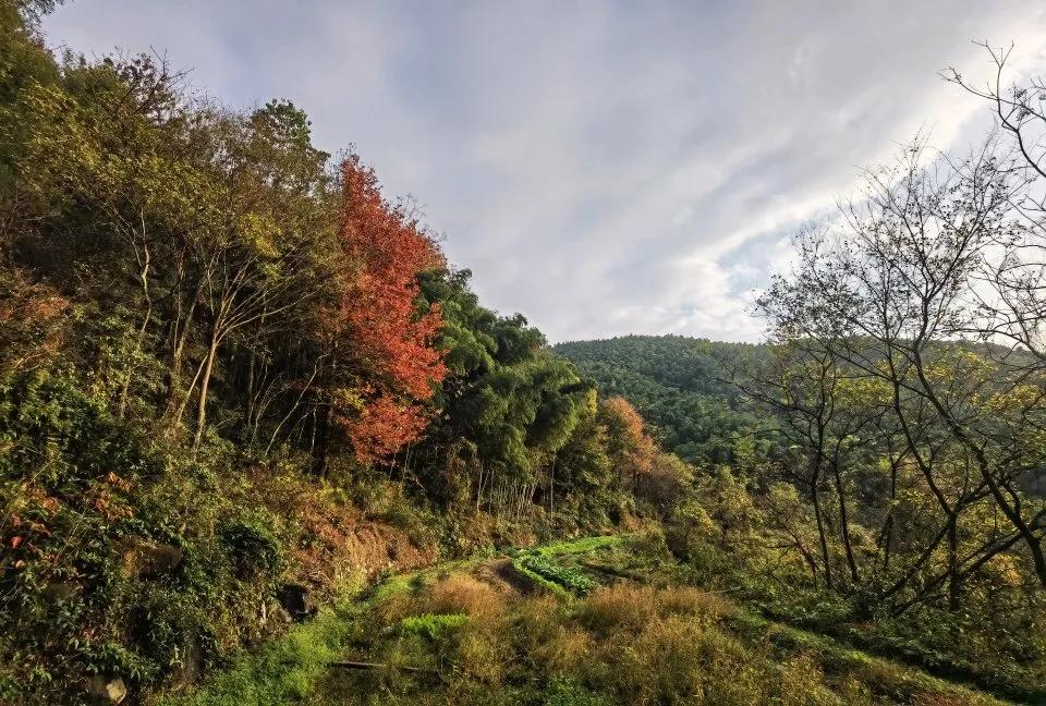 银杏古道自驾游攻略,江浙沪绝美古道苏州