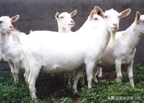 没有本钱搞哪些养殖业最好了,目前农村搞什么养殖业最好赚钱