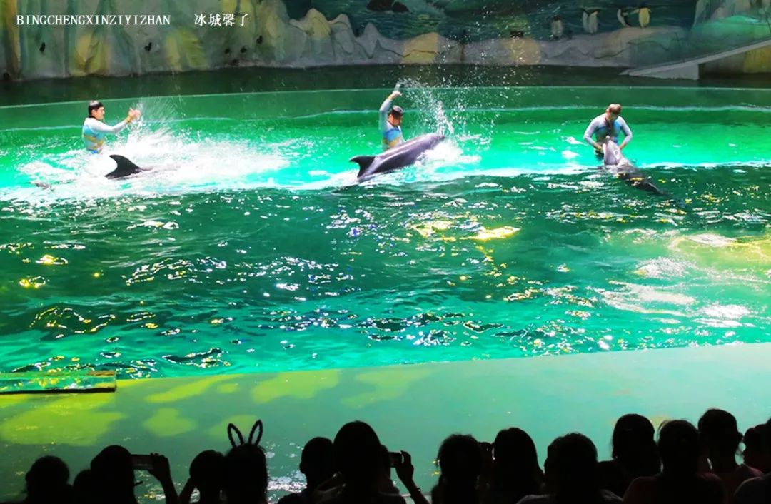 走进哈尔滨完整视频,走进哈尔滨海洋馆