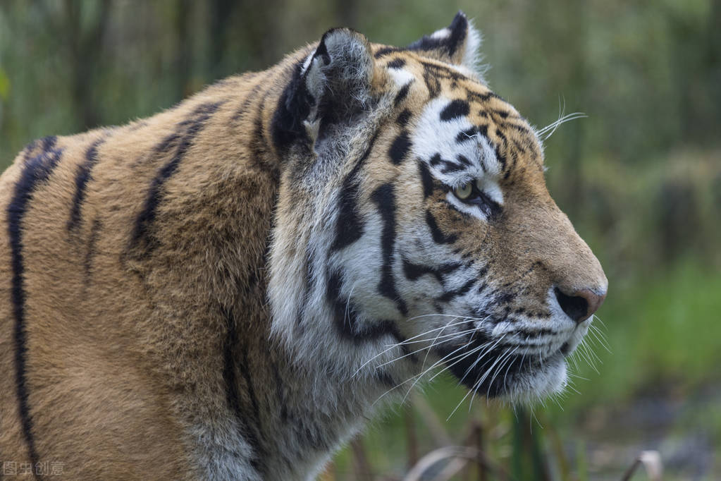 俄罗斯的老虎为什么叫东北虎 (东北虎到底是中国的还是俄罗斯的)