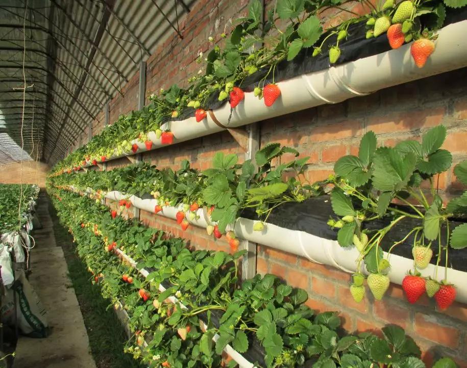 草莓品种栽培类型及主要优良品种,适合半促种植的草莓品种