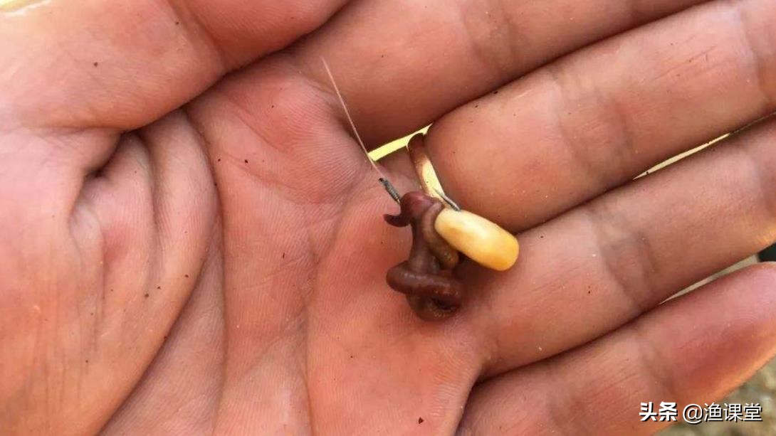 钓鱼最佳挂蚯蚓方法和技巧,如何挂蚯蚓钓鱼技巧