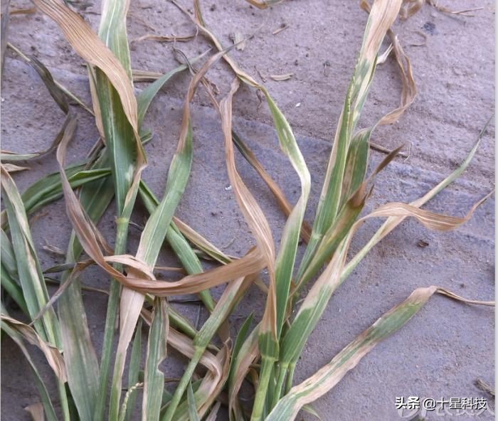 小麦一喷三防技术,小麦一喷八防配方