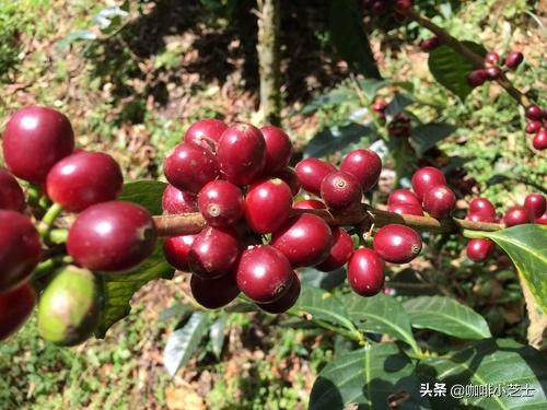 咖啡的涩感怎么解决,自己冲的咖啡酸