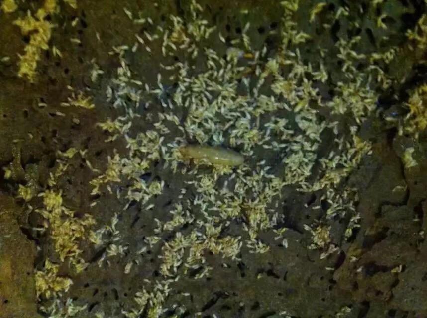 珠海白蚁防治消杀方法,珠海灭白蚁措施有哪些