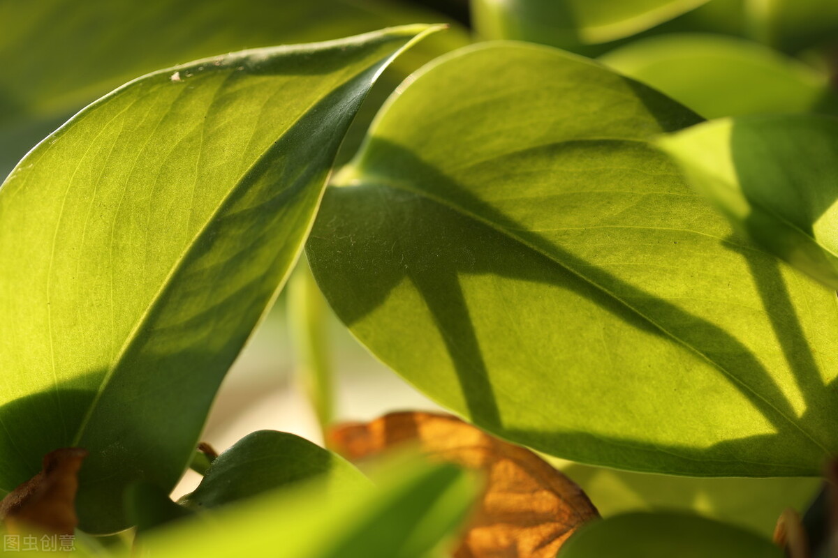 绿萝开始有黄叶了怎么处理,绿萝老黄叶怎么养