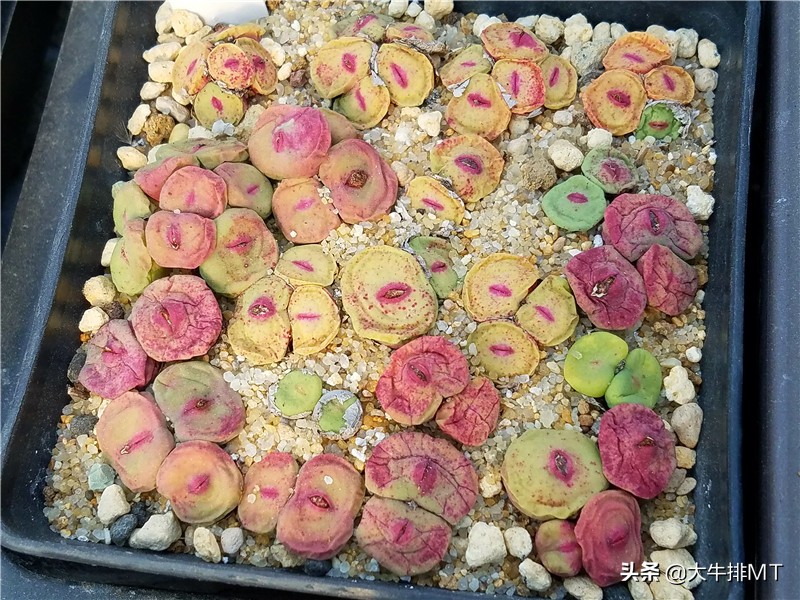 肉锥,肉锥扒皮好吗