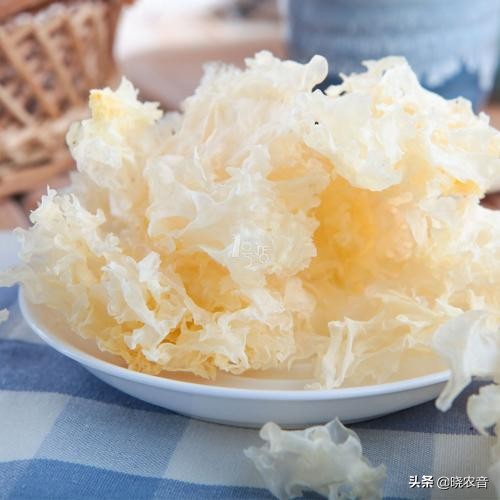 白木耳产地哪里最出名最好吃,白木耳最好的产地