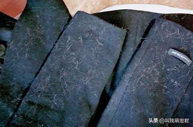 猫狗掉毛有什么好办法吗,如何让猫狗快速掉毛