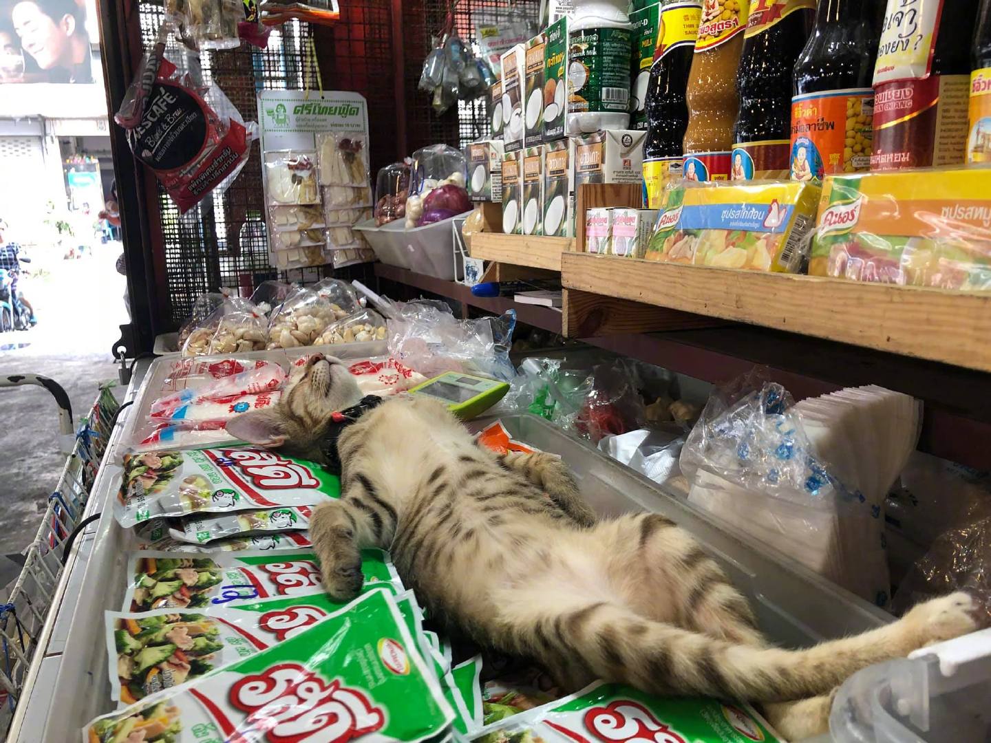 招财猫只吃肉不吃鱼饲料,招财猫很活跃就是不开口