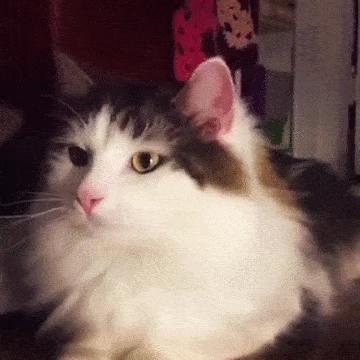 猫咪轻松除毛,猫咪毛发干枯毛躁怎么护理