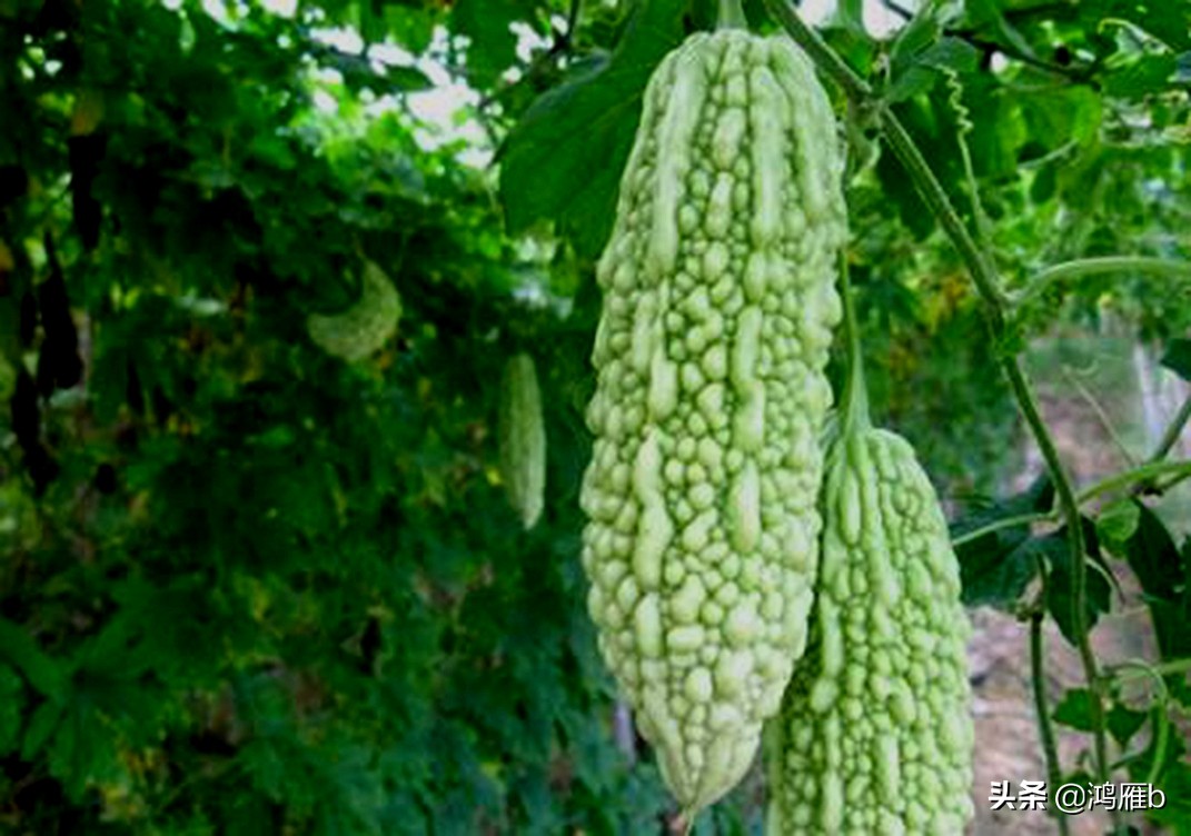 您认识这是什么，能叫出它的名字吗？