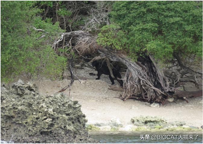 黑豹是哪个国家猫科动物,黑豹动物是哪个品种的豹子