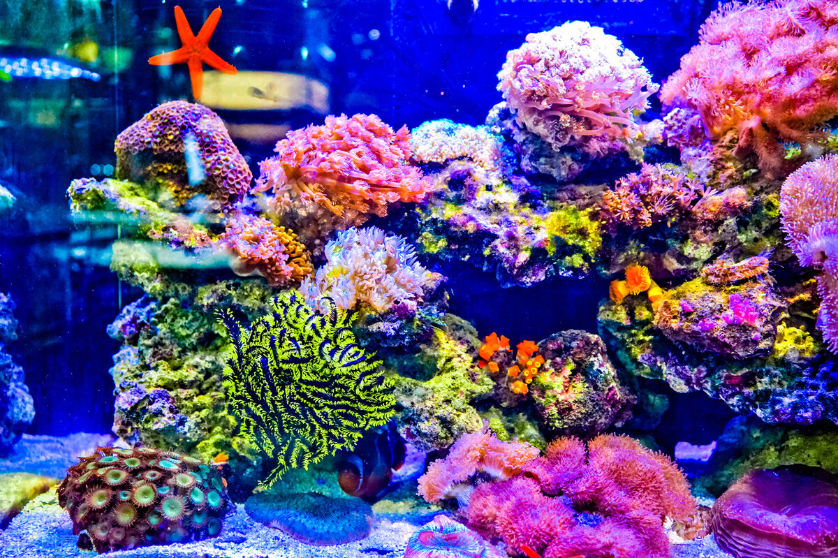 玩海水缸费钱吗,玩海水用什么鱼缸