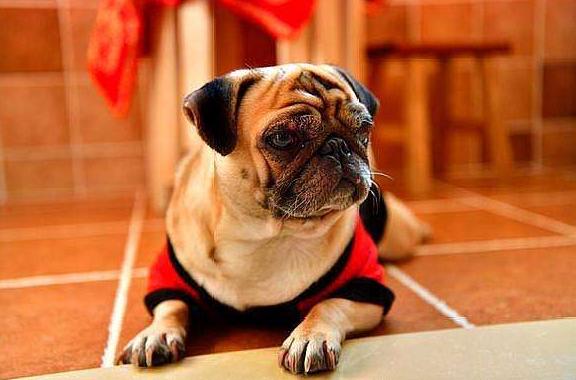 巴哥犬厉害吗,巴哥犬好养吗优缺点有哪些