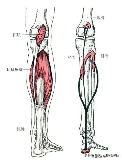 健身腿部解剖动作讲解,健身训练及肌肉解剖图谱大全