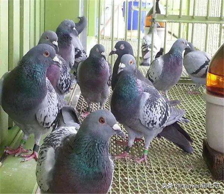 优秀赛鸽特征视频,优秀赛鸽翅膀特征图片