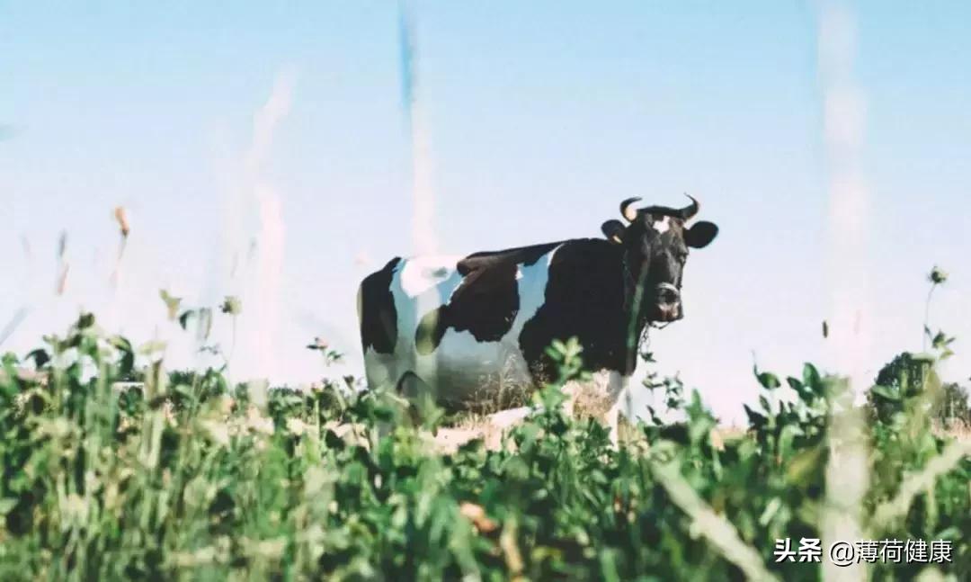 补钙高手这些富钙食物你值得拥有,钙高吃什么食品快速降钙