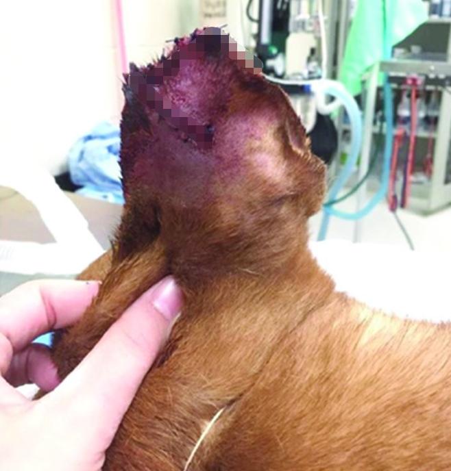 小狗受伤了怎么处理伤口,小狗外伤伤口一般多久能自愈