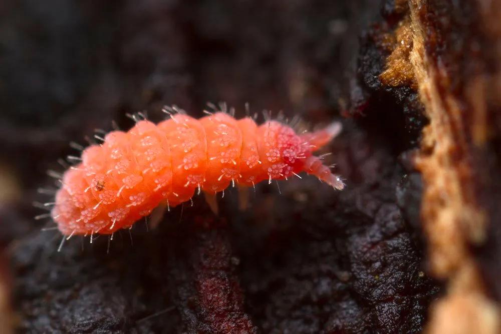 生态缸老死鱼怎么回事,生态缸老是死鱼是什么原因