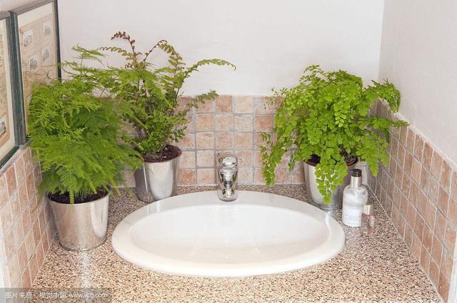 洗手间养什么花除味,卫生间养植物真的能除臭吸湿气吗