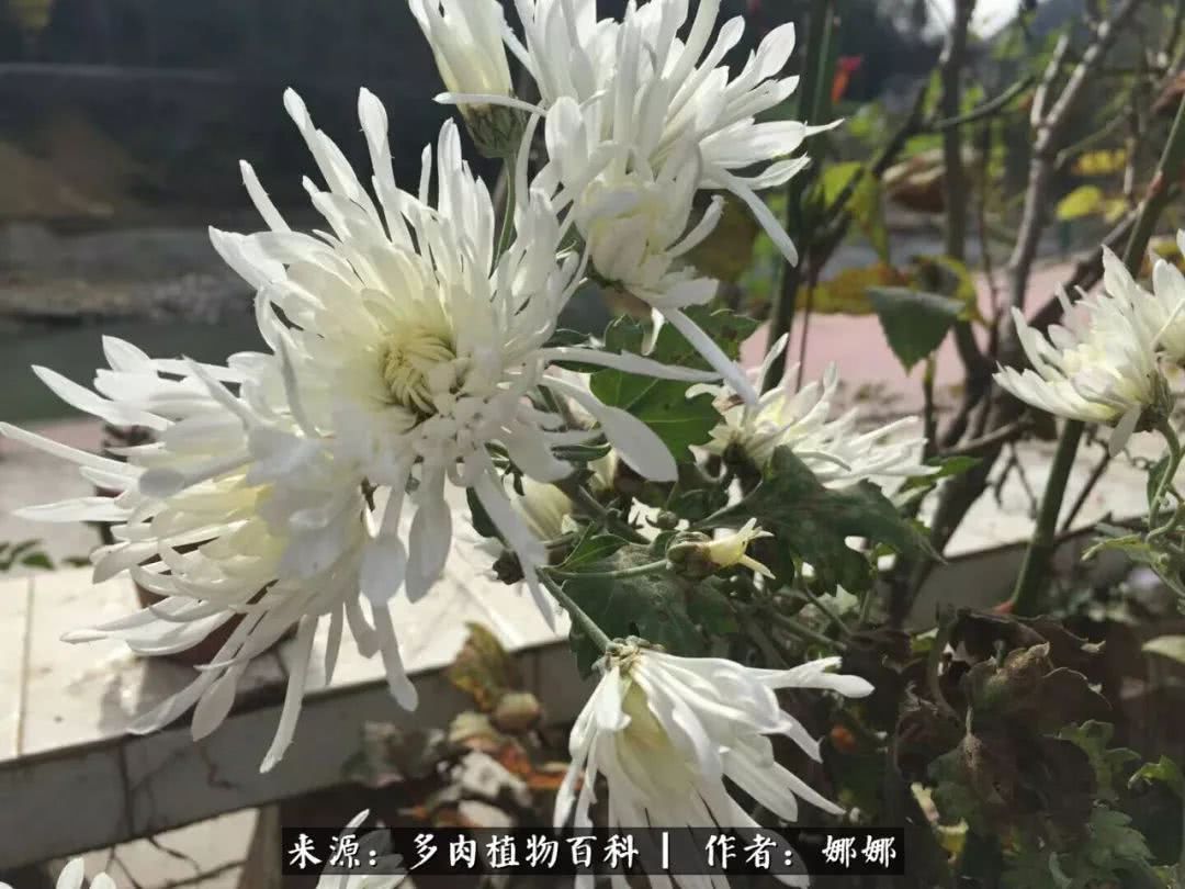 篱笆花开情常在，守你一生不变！