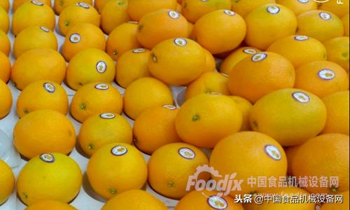 买橙子一定要挑公的,买橙子挑软的还是硬的