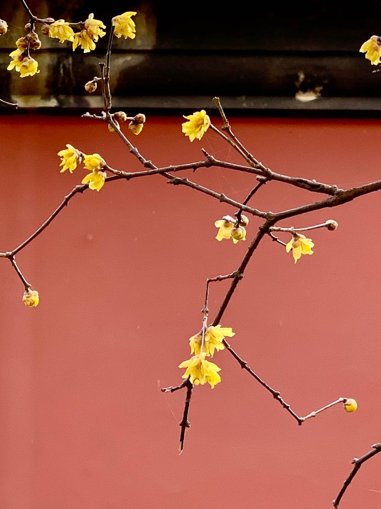 不惧严寒,不惧严寒静待春暖花开