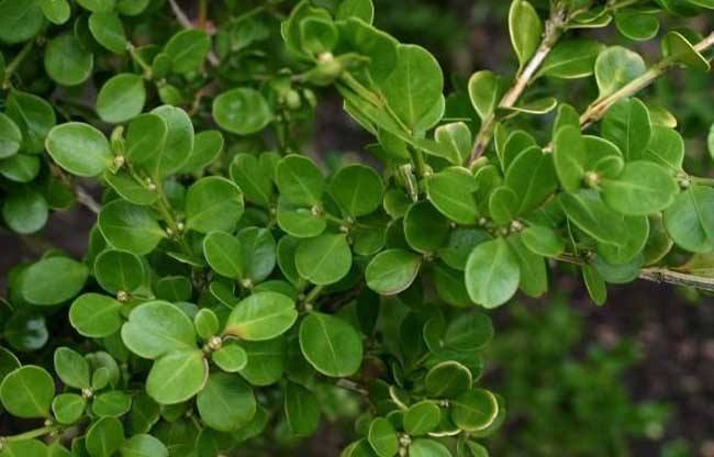 黄杨盆景生命力怎么样,黄杨盆景好养活吗