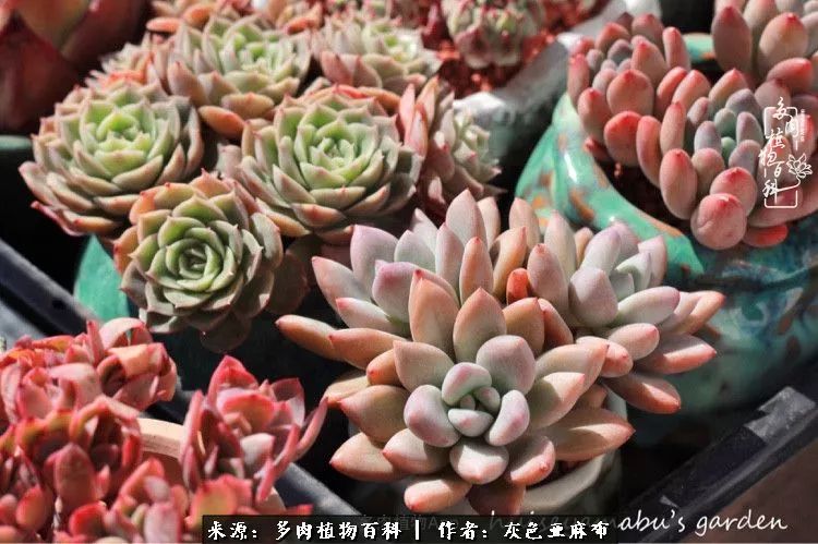 许我向你看,许我向你看演唱