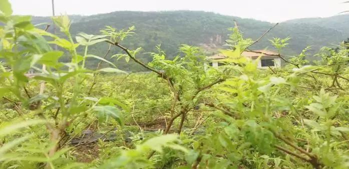 湖南张家界莓茶真的那么好吗,张家界莓茶简单介绍