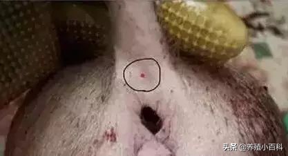 猪的注射方式和注意事项,猪疫苗注射的正确部位和方法图