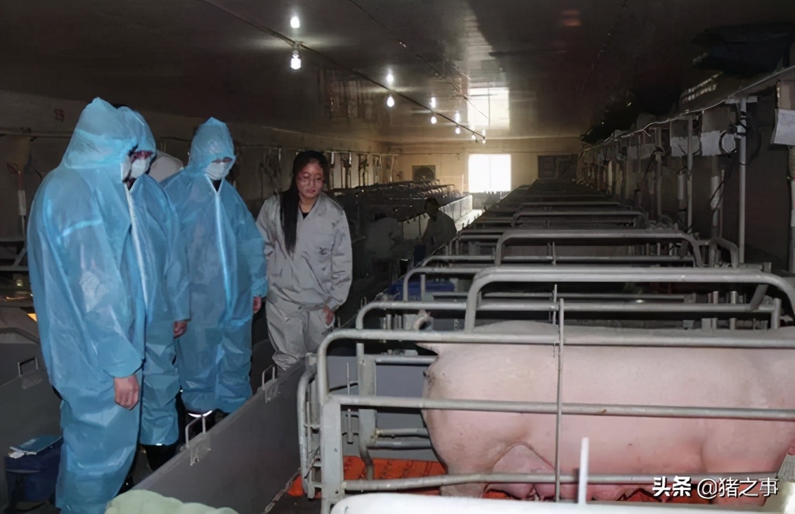 如梦初醒，母猪“产后消炎”就这么做，养好哺乳母猪不再难