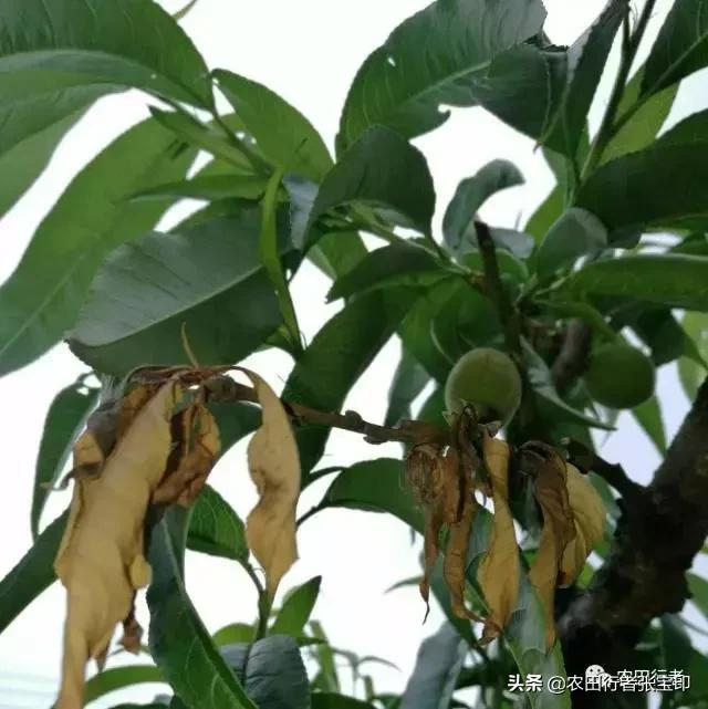 水蜜桃桃核开裂是什么原因,水蜜桃桃核开裂为哪般