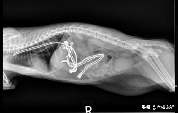 猫咪爪子的x光片,猫咪心脏x光片