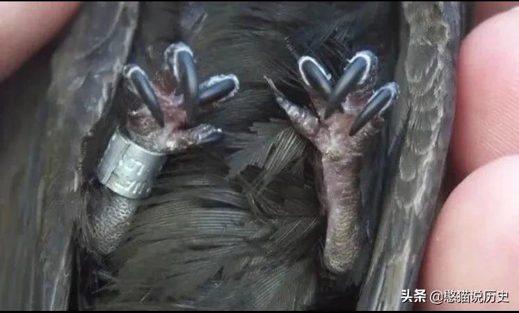 无脚鸟古人,无脚鸟世界上有什么鸟