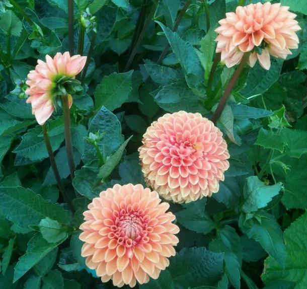 大丽花籽出苗后何时栽种合适,大丽花种子种植方法和注意事项