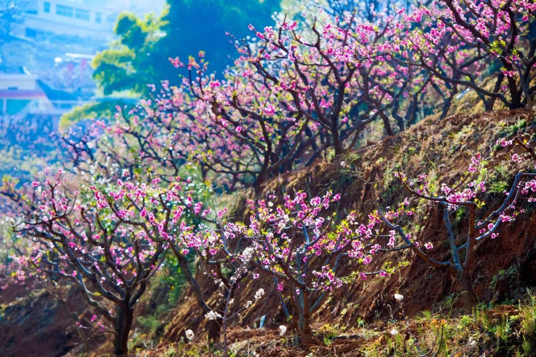 足不出户欣赏美丽的云南风景,攀枝花3月赏花景点