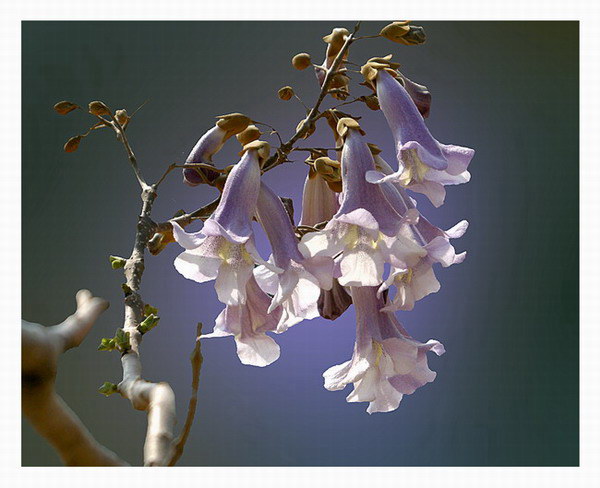 三春归处繁花尽,桐花半落饯春行——守护春天的飘零,桐花的深情