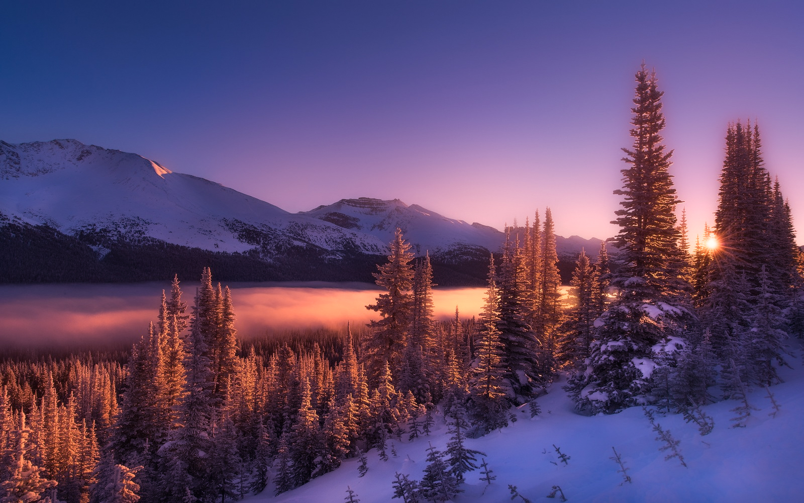 iphone桌面壁纸风景唯美,唯美淡雅花朵风景图片壁纸
