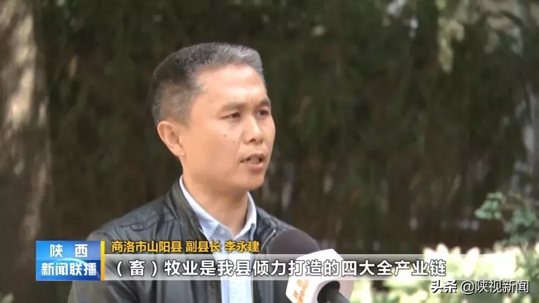 商洛山阳县这帮人对牛粪做了啥？竟比纯养牛多挣了10倍！