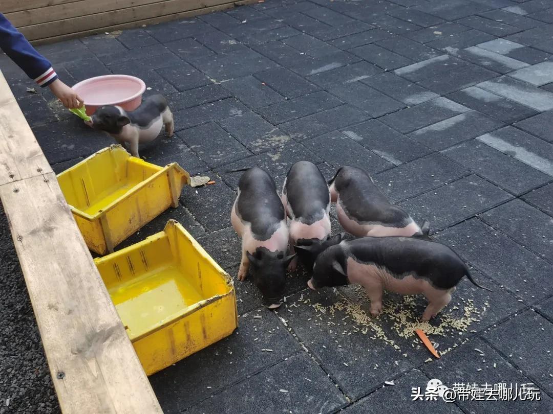 北京五环内新开萌宠乐园，除了喂动物，还能玩大滑梯、免费享帐篷