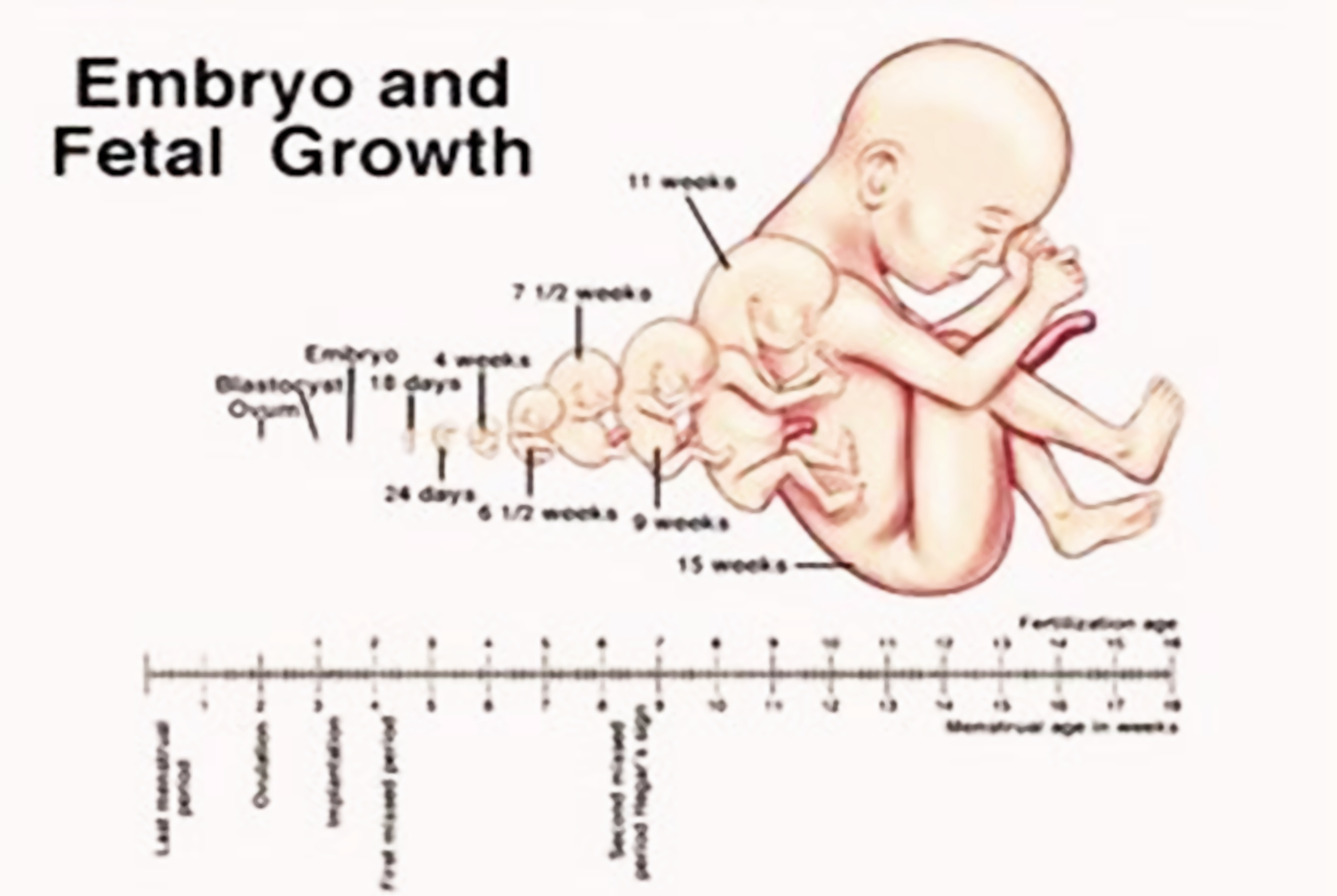 胎儿四维照“鼻梁塌陷”,宝爸质疑妈妈基因伪劣,出生后却很惊喜