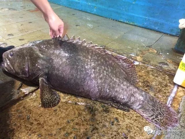 这些诱人的美食你吃过吗,世界上顶级海鲜大全你吃过几种