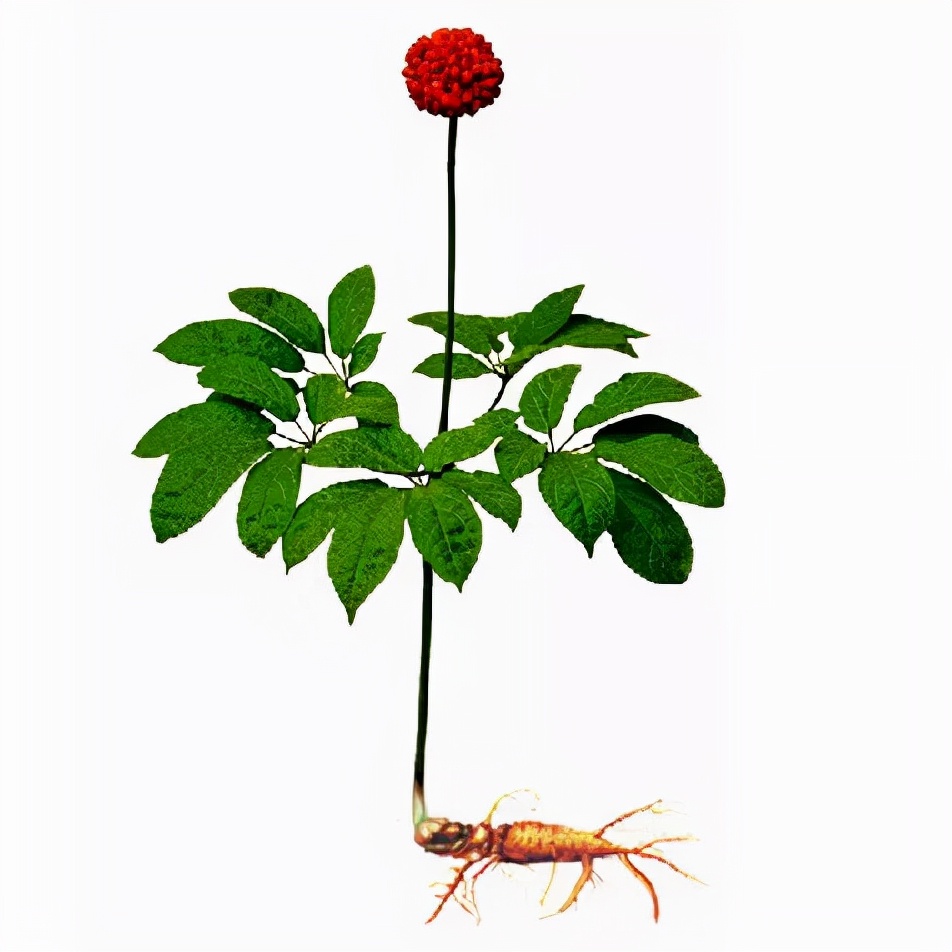 椹崥澹亰鏈崏,椹崥澹鍖诲瑙嗛