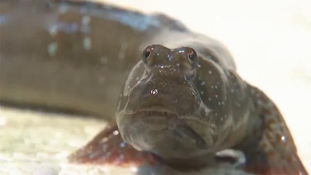 霞浦岐山村做跳跳鱼,霞浦滩涂捕捉跳跳鱼