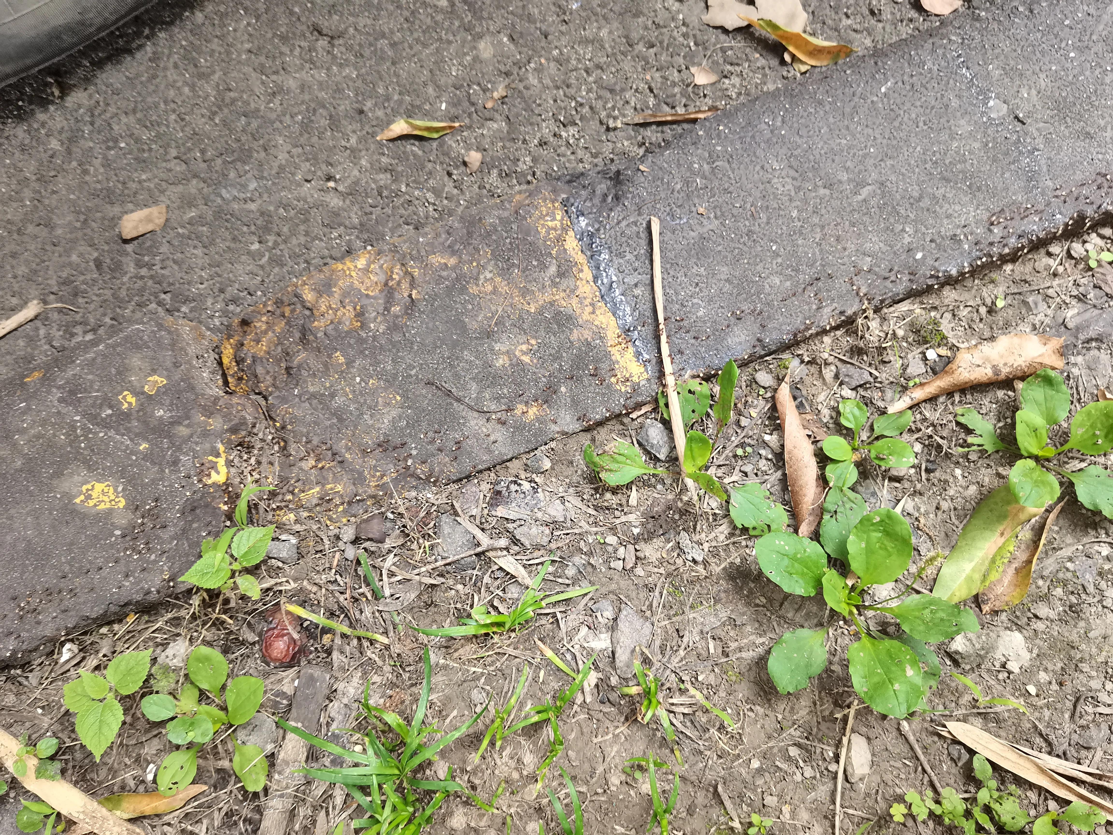 小蚂蚁搬家亲子运动,小蚂蚁搬家故事大全