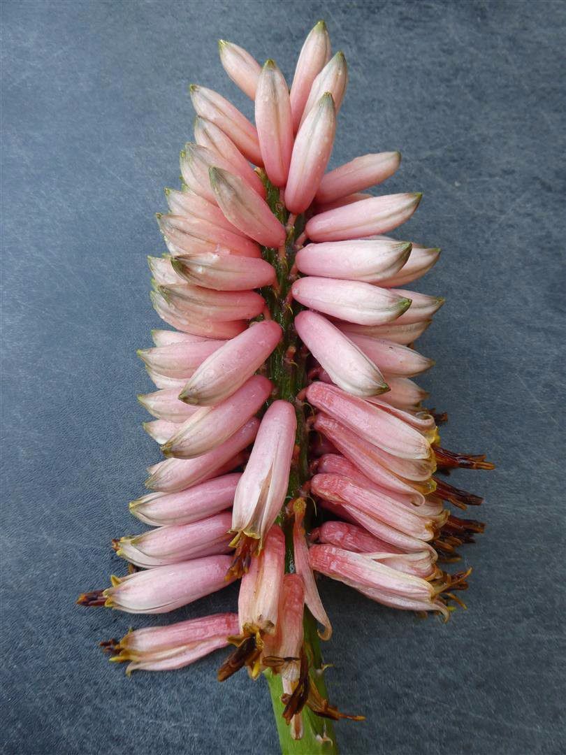 芦荟盆栽长得太高怎么办,冬天怎样快速生长芦荟