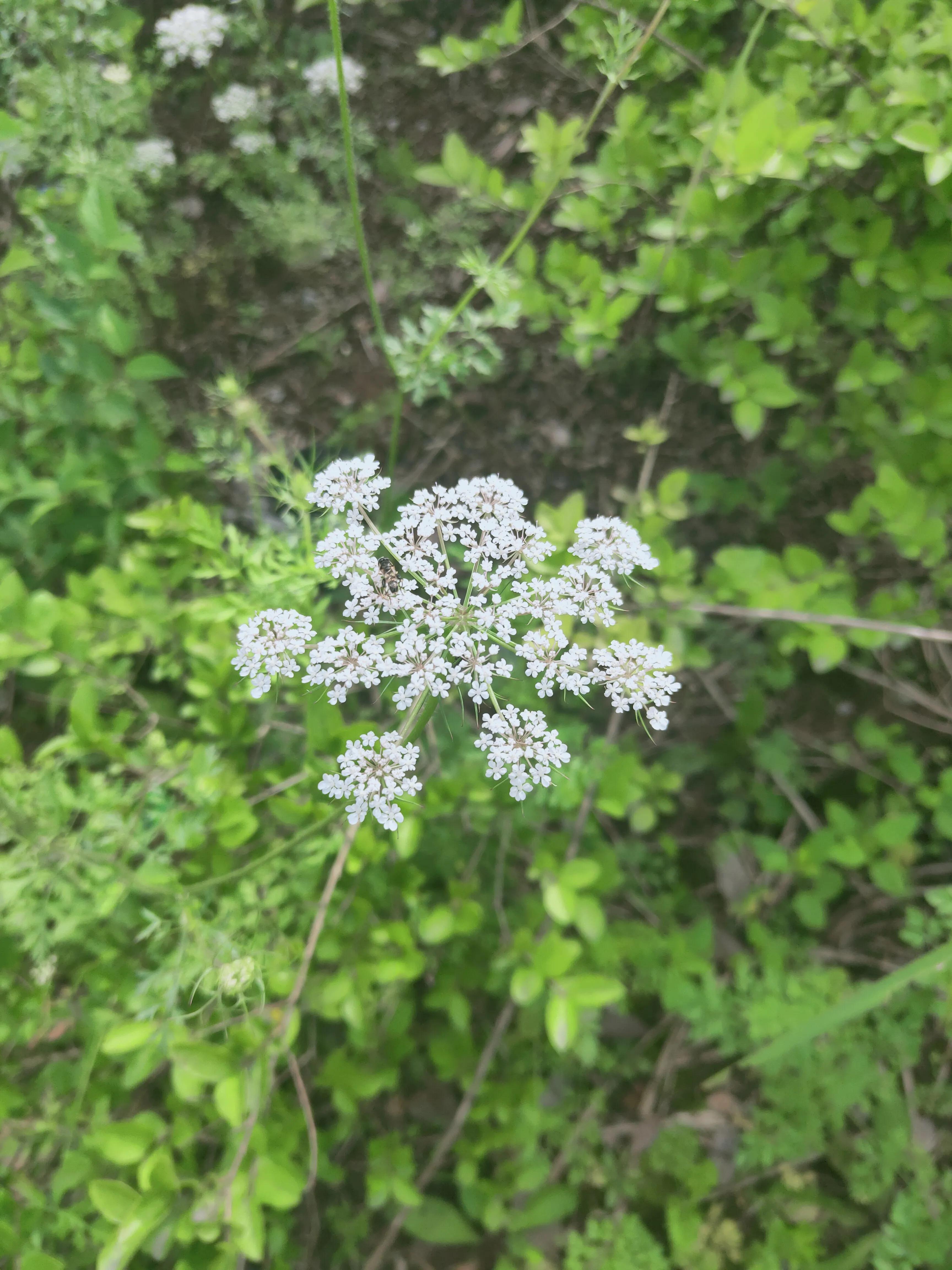 家乡喊的“野胡萝卜”宫廷剧里的“保障植物”婴儿用的湿疹膏有它